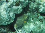 Snorkeling at Cpt Cook Monument
